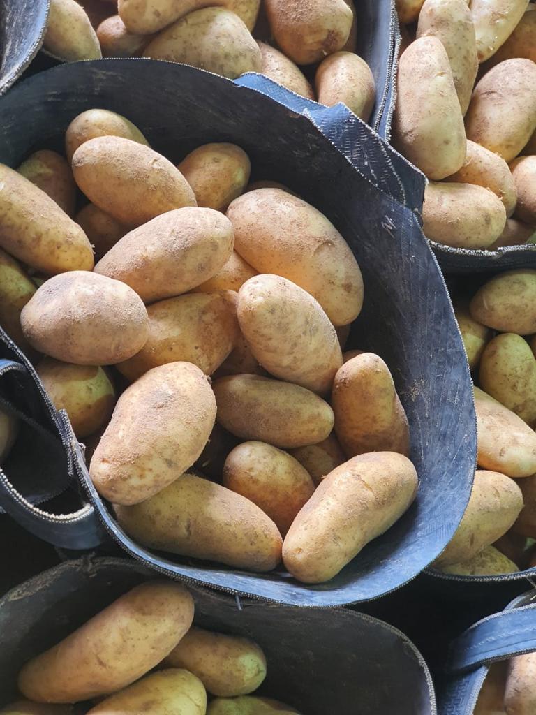 Product image - 
We are  ( Kemet farms )  here  in Egypt 

we export all agricultural crops with high quality .
#Fresh_potatoes
● we can Delivery your request for any country
● Grade A
● packing : 10 , 15 or 25 kg 
● for Orders please send your message call Us +201271817478
Or send Email : kemetfarmsdonia@gmail.com
● Export  manager
mrs/ Donia Mostafa
